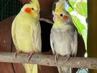 Cockatiel Breeding Birds