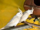 Cockatiel Bird