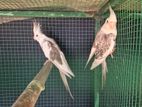 Cocktail Breeding Pair