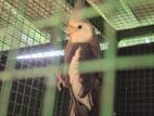 Cockatiel Bird