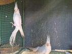 Cocktail Breeding Piar
