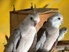 Cocktail Breeding Pier Birds