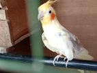 Cockatiel Bird