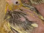 Cockatiel Chicks
