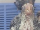 Cocktail Chick