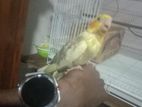 Cockatiel Chick