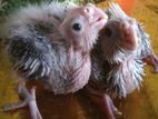 Cockatiel Bird Chick