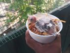 Cocktail Chick
