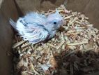 Cocktail Chick