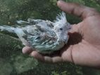 Cocktail Chick