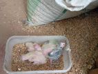 Cocktail Chicks