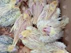Cockatiel Chicks