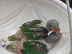 Cockatiel Chicks
