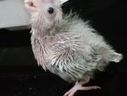 Cocktail Chicks