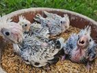 Cockatiel Chicks