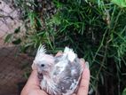 Cockatiel Chicks