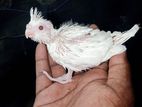 cocktail chicks