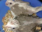 Cockatiel Chicks