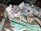 Cockatiel Chicks