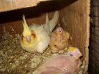 Cockatiel Chicks