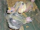 Cockatiel Chicks