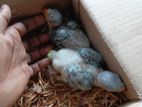 Cockatiel Chicks