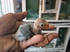 Cockatiel Bird