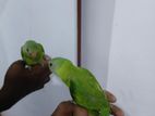 Cockatiel Bird