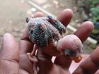Cockatiel Bird