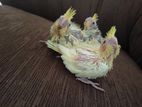 Cocktail Chiks