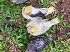 Cockatiel Chicks