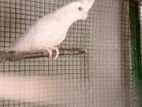 Cockatiel Female Brd
