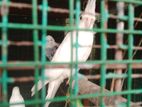 Albino Female Cockatiel Bird
