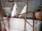Cockatiel Birds