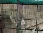 Cockatiel Birds