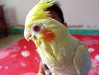 Cockatiel Bird