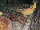 Cockatiel Birds