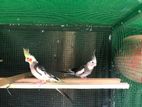 Cockatiel Birds