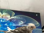Cockatiel Birds