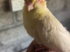 Cockatiel Bird