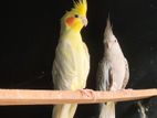 Cocktail Birds