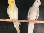 Cocktail Birds