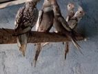 Cocktail Bird