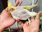 Cocktail Bird