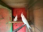 Cockatiel Birds