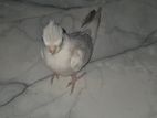 Cockatiel Bird
