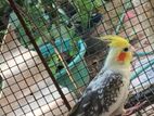 Cockatiel Birds