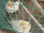 Cocktail Birds