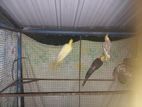 Cockatiel Birds