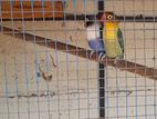 Cockatiel Bird
